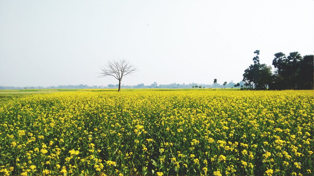 thiết kế vườn hoa màu vàng