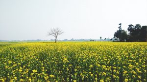 thiết kế vườn hoa màu vàng