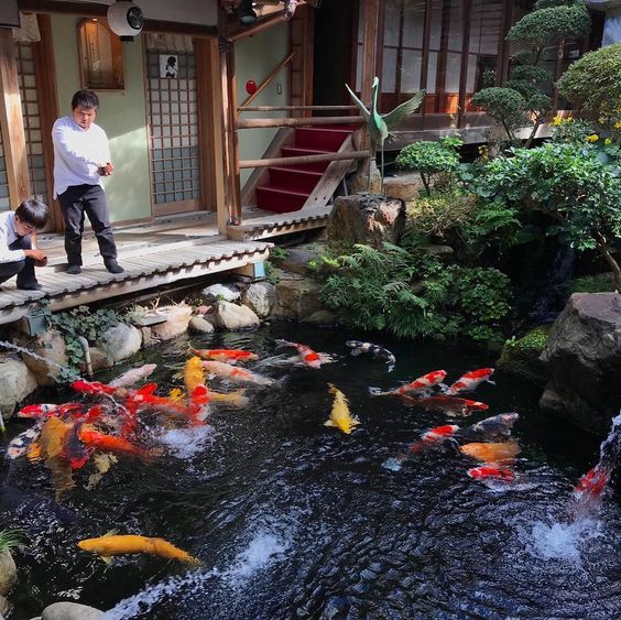 ho-ca-koi