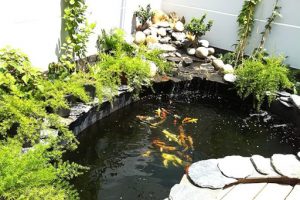 Làm hồ cá koi đẹp