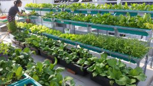 vườn rau sân thượng đẹp